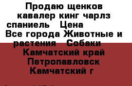 Продаю щенков кавалер кинг чарлз спаниель › Цена ­ 40 000 - Все города Животные и растения » Собаки   . Камчатский край,Петропавловск-Камчатский г.